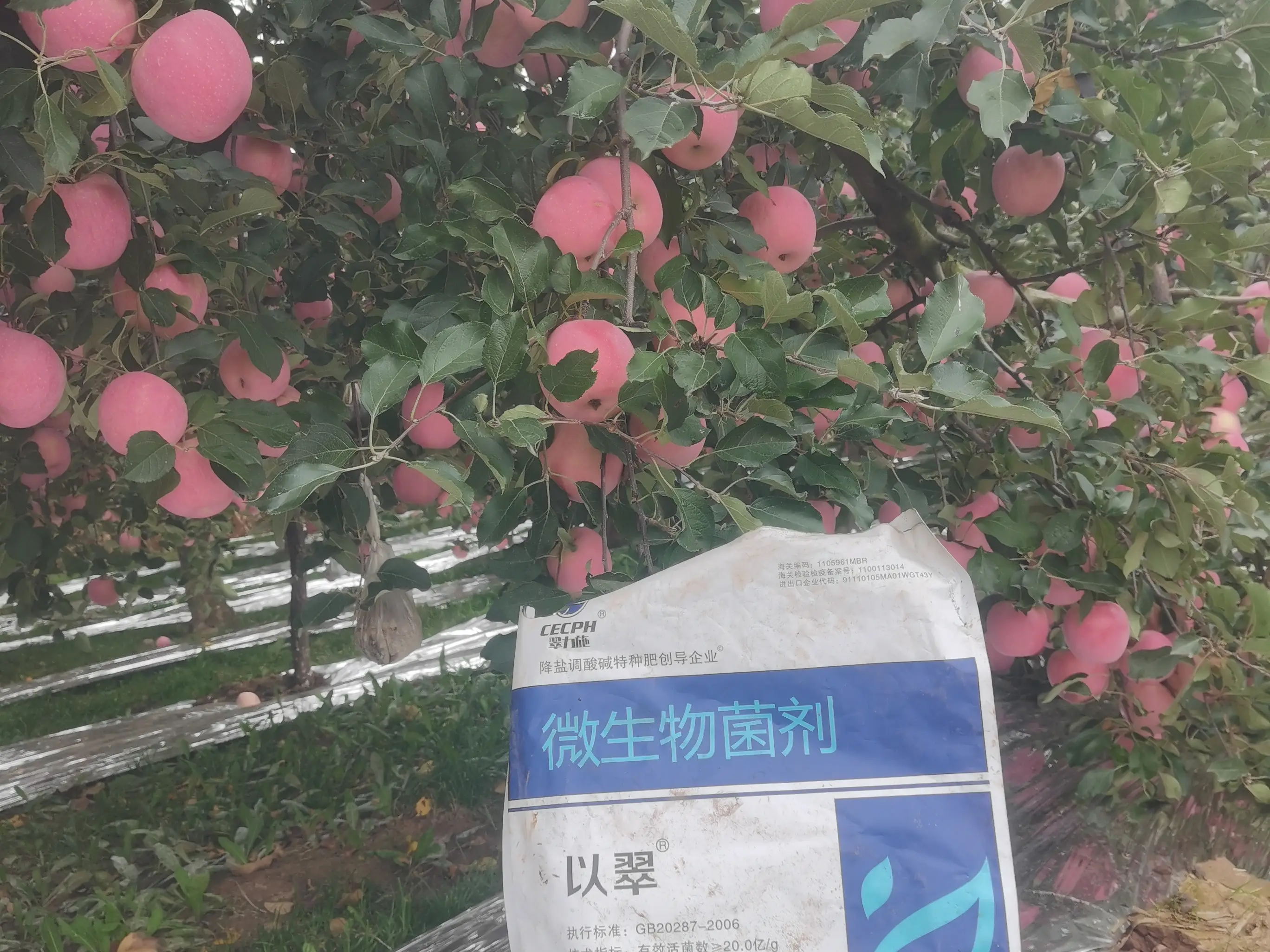 蘋果施肥指南，助力果農豐收
